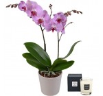 Aquarelle: 5€ de réduction sur l'orchidée Papillon & une bougie Rose de Jardin