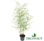 Truffaut: Un bambou Phyllostachys Aurea de 120 à 130cm à 39,95€ au lieu de 56,95€
