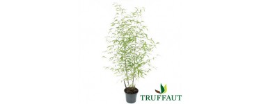 Truffaut: Un bambou Phyllostachys Aurea de 120 à 130cm à 39,95€ au lieu de 56,95€
