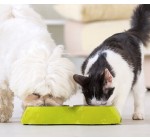 Truffaut: Livraison offerte sur les croquettes chiens et chats dès 39€ d'achat