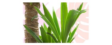 Truffaut: Jusqu'à 15% de remise sur une sélection de plantes tropicales