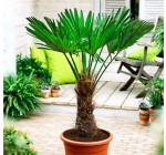 Bakker.com: 1 palmier exotique gratuit dès 25€ d'achat