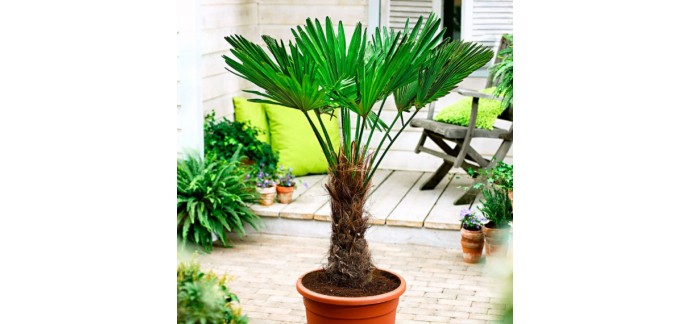 Bakker.com: 1 palmier exotique gratuit dès 25€ d'achat