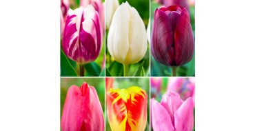 Bakker.com: 60 tulipes en 6 variétés - Bulbe à fleurs à 8,99€ au lieu de 22,95€