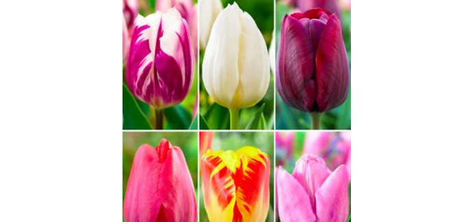 Bakker.com: 60 tulipes en 6 variétés - Bulbe à fleurs à 8,99€ au lieu de 22,95€