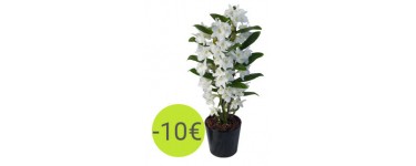 Aquarelle: L'orchidée Dendrobium parfumée à 25€ au lieu de 35€