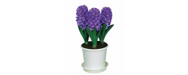 Willemse: Collection de 9 jacinthes préparées (3 roses + 3 blanches + 3 bleues) + 3 pots à 24,99€