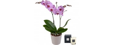 Aquarelle: Une orchidée + une bougie de 70 g parfum Rose de Jardin pour le prix de 30,00 €