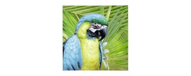 Maisons du Monde: Toile perroquet 90 x 90 cm à 39,95€