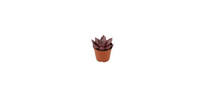 Truffaut: Succulentes : Pot Ø 8.5cm - Variétés variables à 2,90€ au lieu de 5,50€