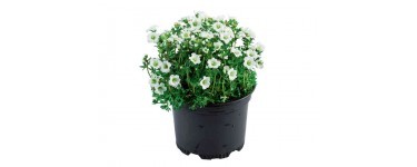 LIDL: Lot de 2 plantes à massif - 15 cm à 3,49€ au lieu de 3,98€