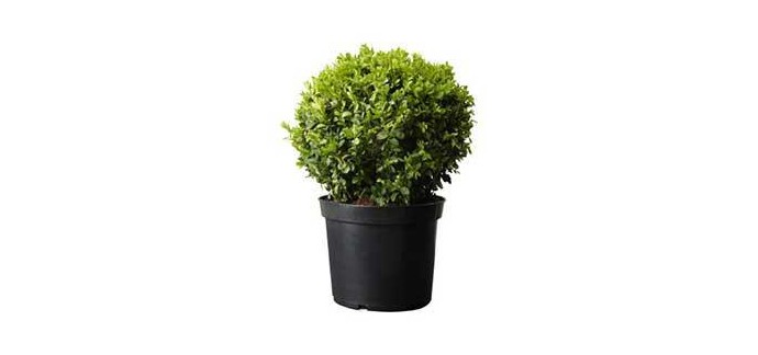 IKEA: Sélection de plantes vertes en promotion Buis Buxus sempervirens à 8,99€ au lieu de 11,95€
