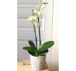 Interflora: 5€ de remise sur l'orchidée