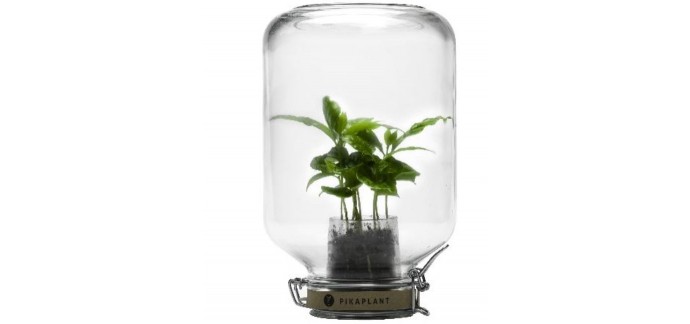 Made in Design: Serre autonome Jar / Mini caféier inclus - H 28 cm - Pikaplant à 56€