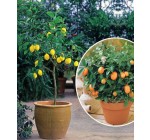 Willemse: Collection de 2 agrumes : 1 kumquat + 1 citronnier à 47,95€