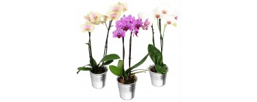 Florajet: 5€ de remise sur l'orchidée deux branches 
