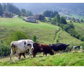 Massif des Vosges: A gagner un séjour extraordinaire dans les Vosges