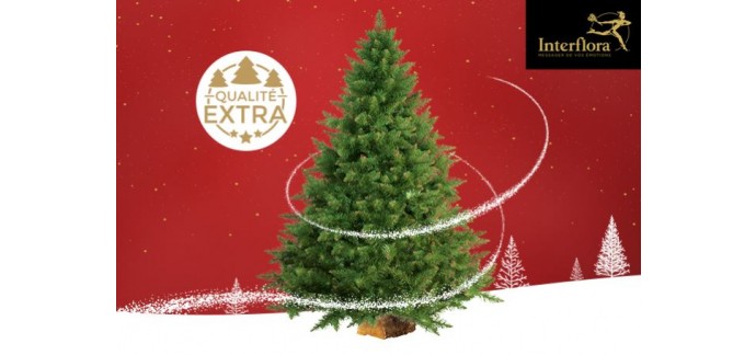 Citizenkid: Un sapin Nordmann à gagner