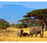 Parmentine: Un safari photos en Tanzanie pour 2 personnes à gagner
