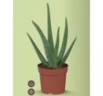 LIDL: Plante Aloe Vera avec Pot - Hauteur 25cm à 1,69€