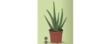 LIDL: Plante Aloe Vera avec Pot - Hauteur 25cm à 1,69€