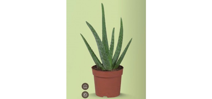 LIDL: Plante Aloe Vera avec Pot - Hauteur 25cm à 1,69€