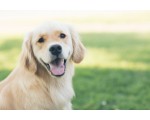 Kalina Ried: 1 échantillon de croquettes naturelles Kalina pour chien ou chat à commander gratuitement