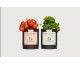 LeFooding: 1 lot d’infusions de légumes à gagner