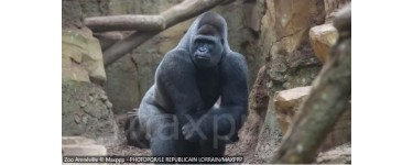 France Bleu: Des entrées pour le zoo d'Amnéville à gagner