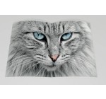 Europe1: 1 livre "Lovecats" à gagner