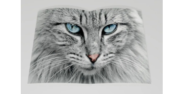 Europe1: 1 livre "Lovecats" à gagner