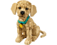 Carrefour: LEGO Icons Golden Retriever (Tout public) à 109,99€ (au lieu de 139,99€)